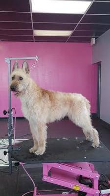 Applause4Paws Grooming