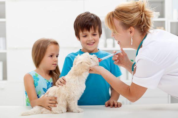 Veterinarian in Calabasas CA