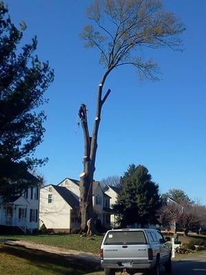 Eager Beaver Tree Care