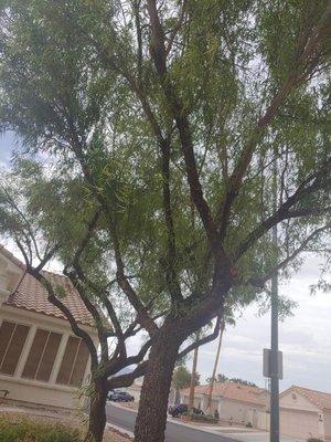 Prairie Path Landscaping