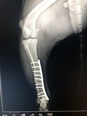 Veterinary Surgical Service