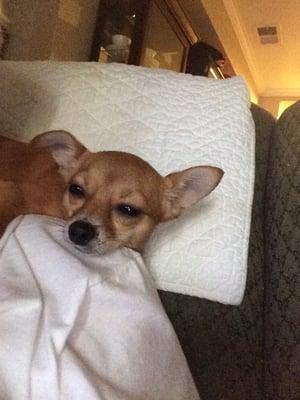 My little Chi Cricket.