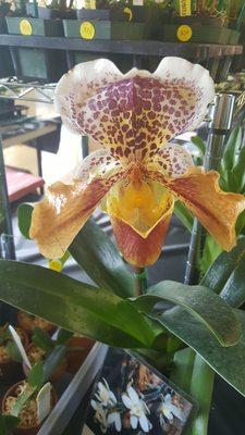 Senior Citizens Center