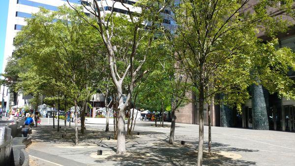 Thomas Polk Park in Uptown Charlotte