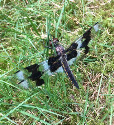 Natures Child Montessori School