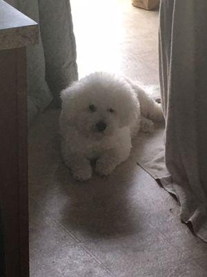 Sasay Grooming Salon