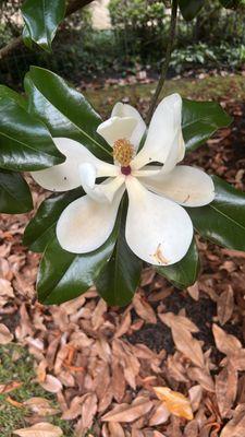 Adam Cleaning Service