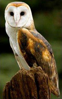 Athena's Cleaning Services