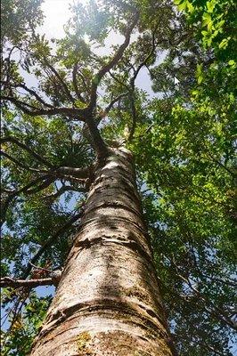 Detroit Metro Tree Service