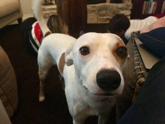 The Shutterbug Dog Nanny