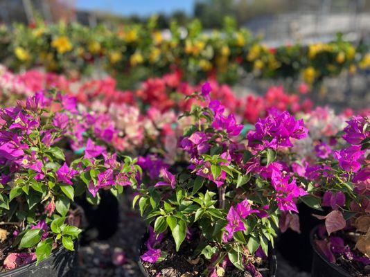 Popes at The Junction