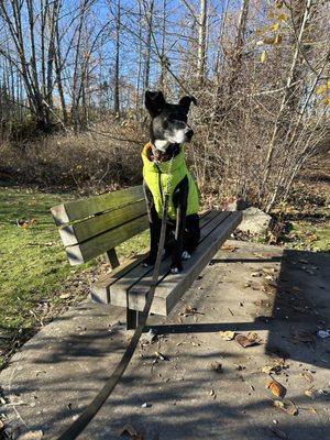 Bolt enjoying some park time