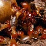 Largo Pest Control & Exterminator