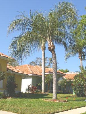 Old Queen Palm that had bad crack just below the crown.