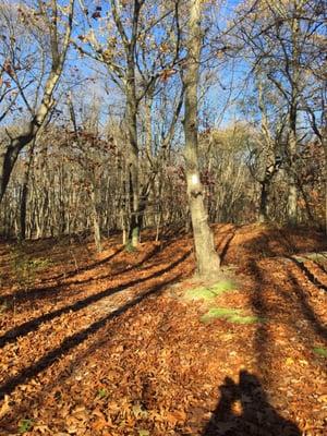 Allocco Park