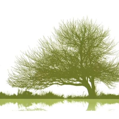 Vista Clean Services