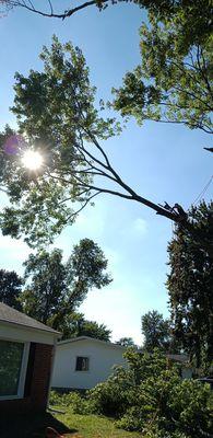 Vigo County Arbor Specialist