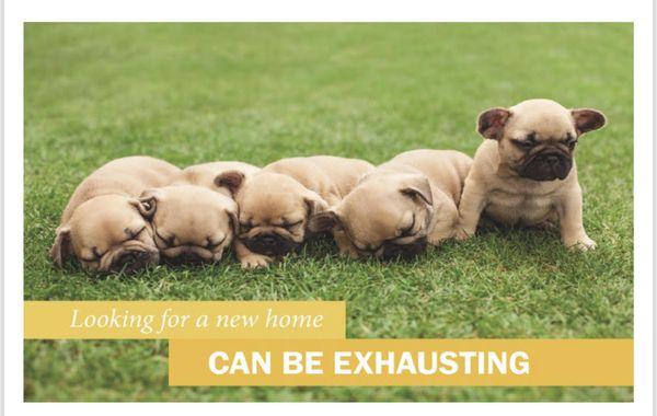 Help you find a home!