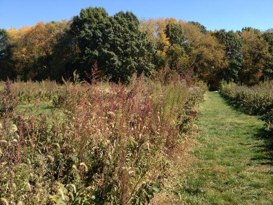 Bureau Creek Orchard