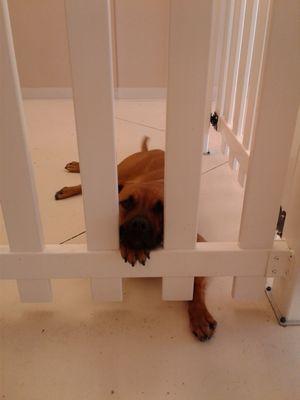 Kora all tuckered out.