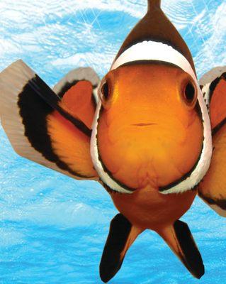 Reef's Aquatic 1541 Bellevue Street Green Bay, WI 54311