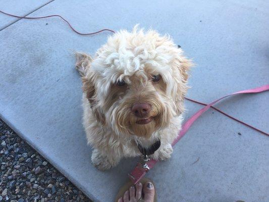 Mesa Vista Veterinary Hospital