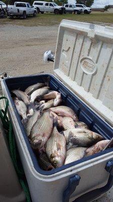 Filled the cooler before noon!