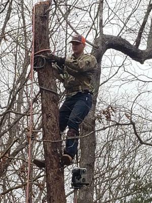 Clean Cut Tree Removal