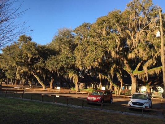 Majestic Live Oaks draped in moss