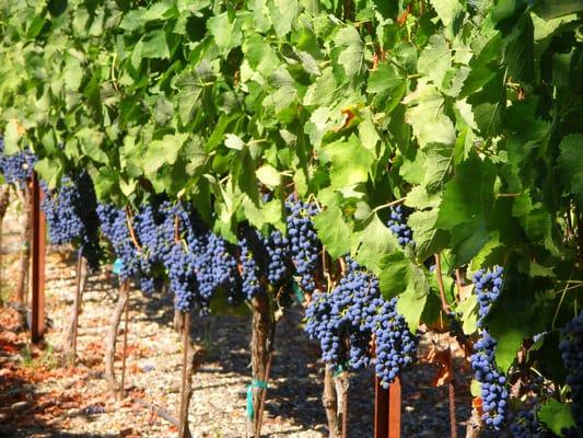 Our estate Syrah grapes.