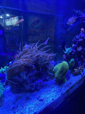 Prestige Worldwide Corals