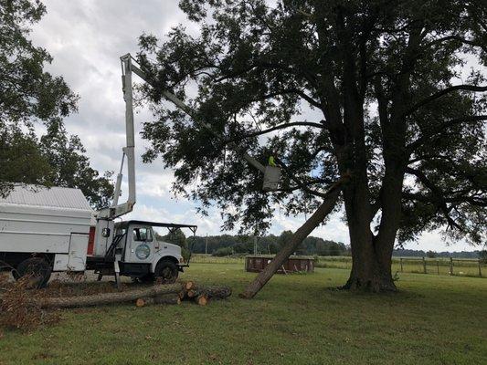 Munoz Tree & Lawn Service