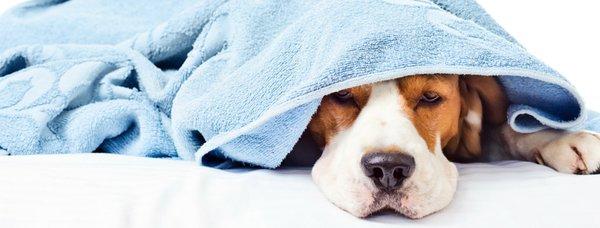 Under The Weather Pet