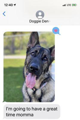 The Doggie Den