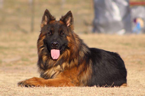 Jordanhaus Shepherds