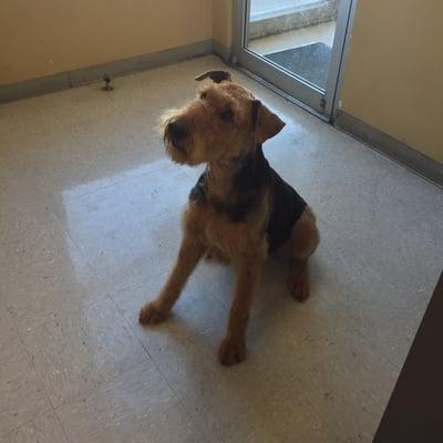 An Airedale modified breed cut.