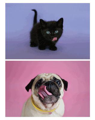 A Fur Affair Pet Care