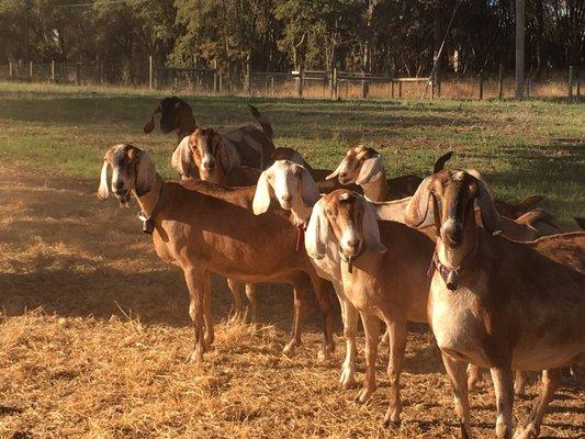 Beautiful Nubian goats on this farm!