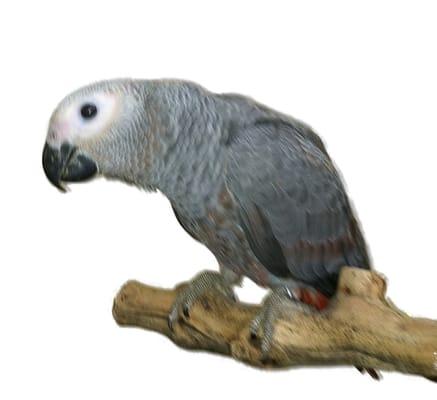 Fish Fantasies and Feathers