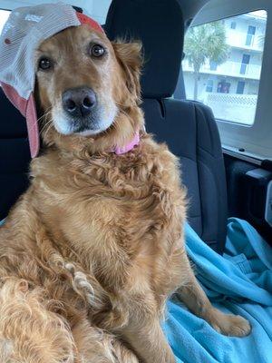 Pawsitively Perfect Dog Walks