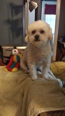 The Dog Father Pet Styles