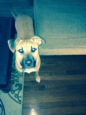 Jaxson, a friendly sweet ball of energy!