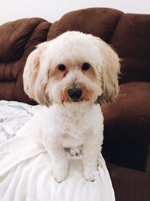 Pasquale after his routine bath and cut.