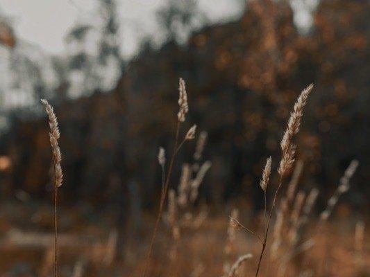 Wildflower Concierge of Flagstaff