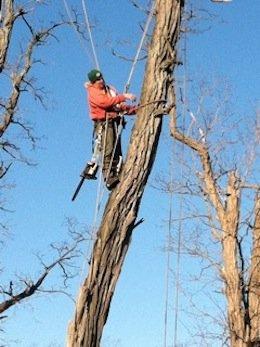 Metro Tree Care