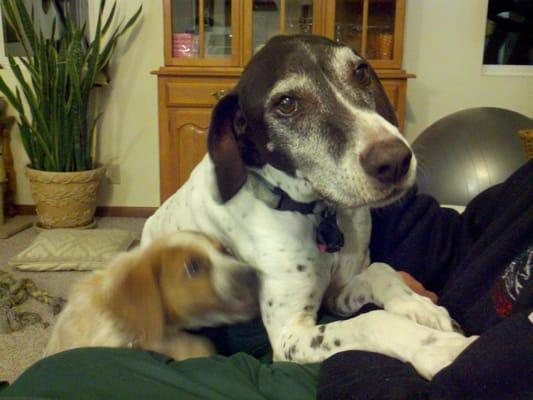 Dell Kay Bertino, DVM