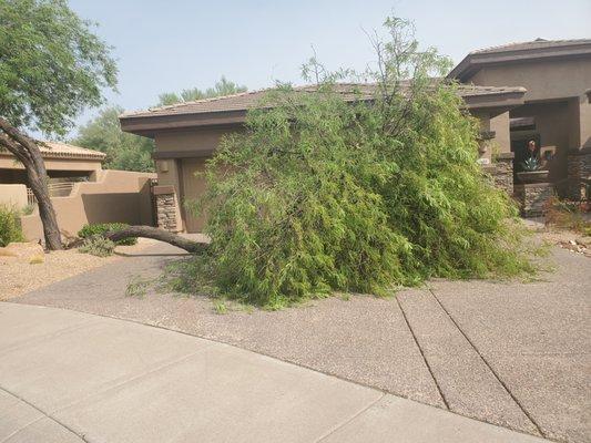Tree Workers of Phoenix