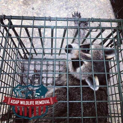 Raccoon Removal