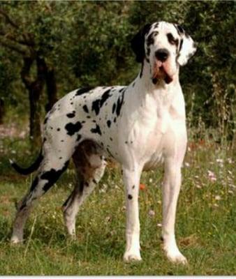 MidWest Great Danes