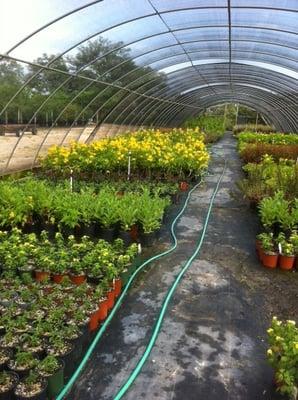 Gonzales Wholesale Nursery